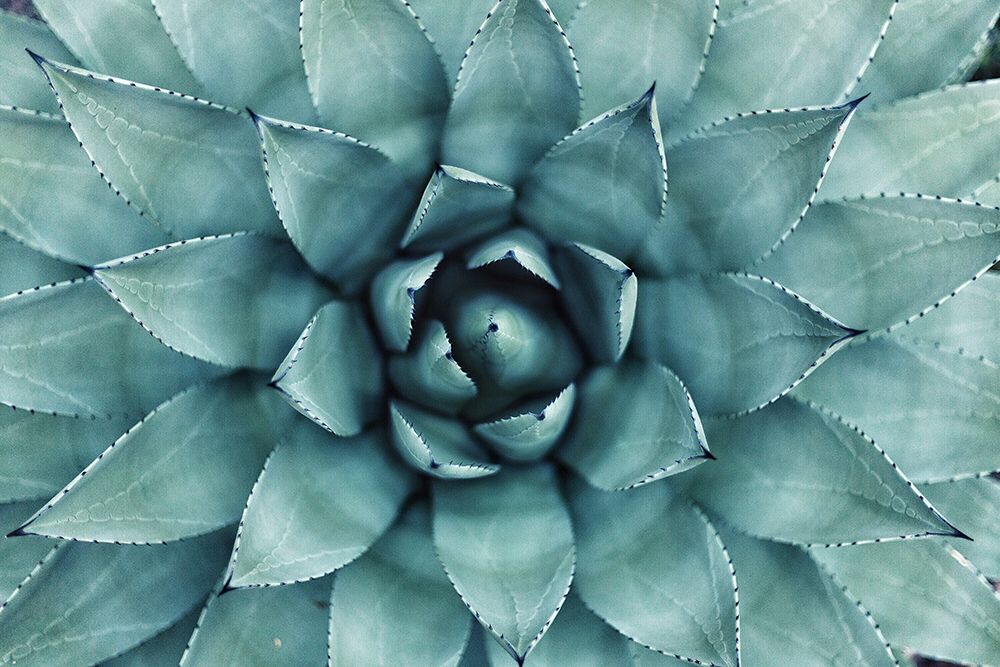 Succulent macro art print by Artographie for $57.95 CAD
