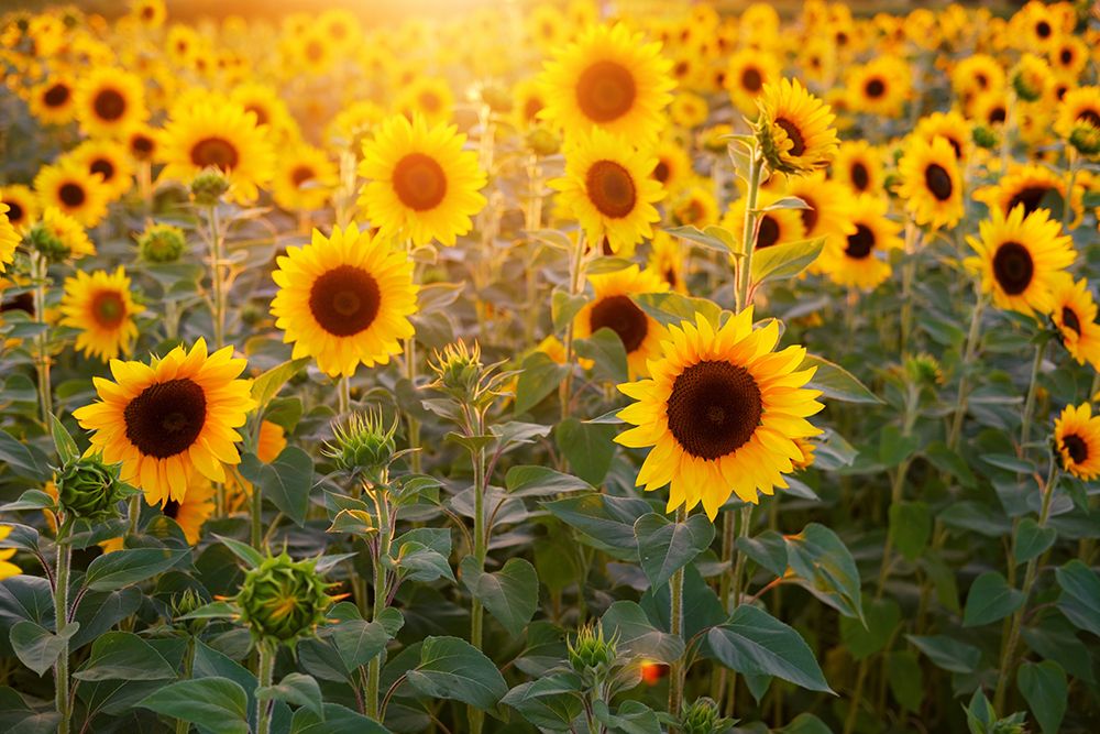 Sunflowers art print by Artographie for $57.95 CAD