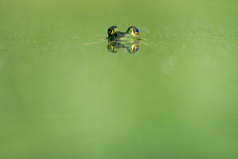 Swimming Frog art print by Artographie for $57.95 CAD