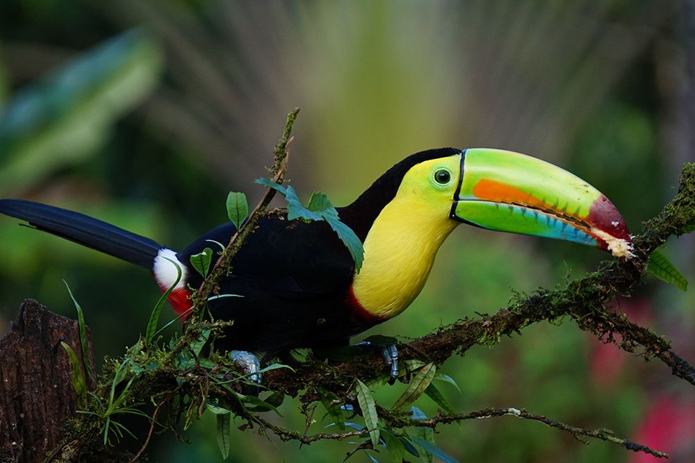 Toucan art print by Artographie for $57.95 CAD
