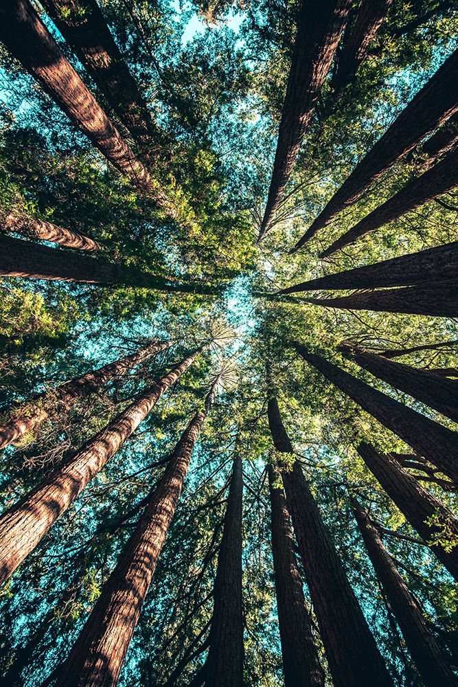 Treetops at Yosemite National Park, United States art print by Artographie for $57.95 CAD