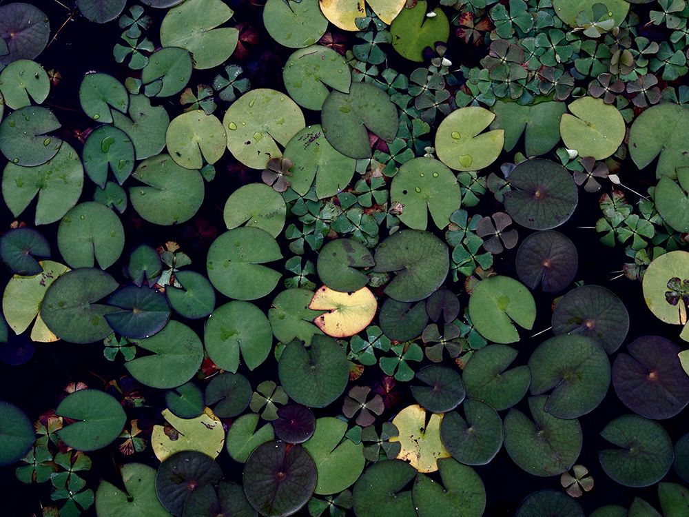 Water Lily Pond art print by Artographie for $57.95 CAD