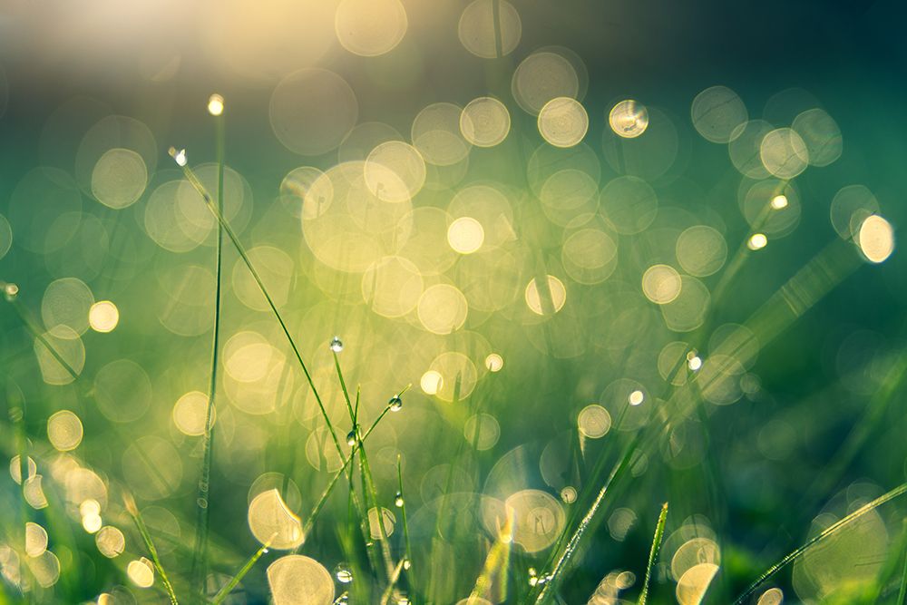 Wet Grass art print by Artographie for $57.95 CAD