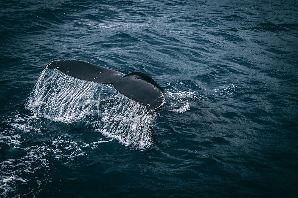 Whale Tail art print by Artographie for $57.95 CAD