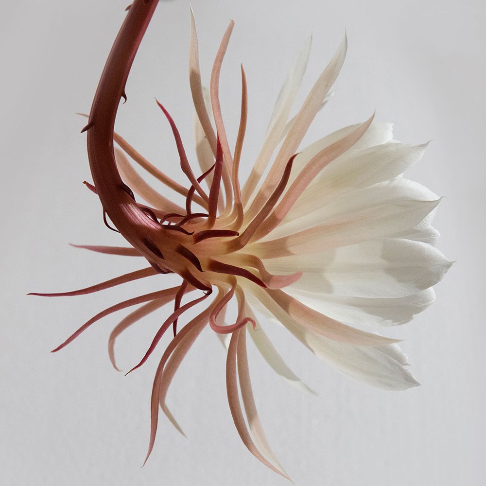 White Blossom art print by Artographie for $57.95 CAD