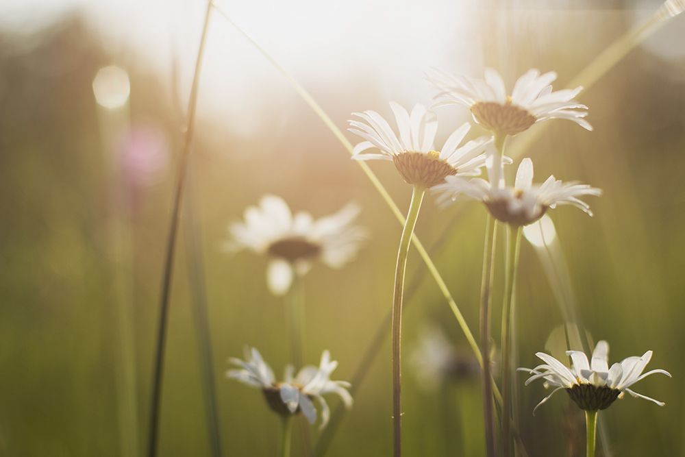 White Daisies art print by Artographie for $57.95 CAD