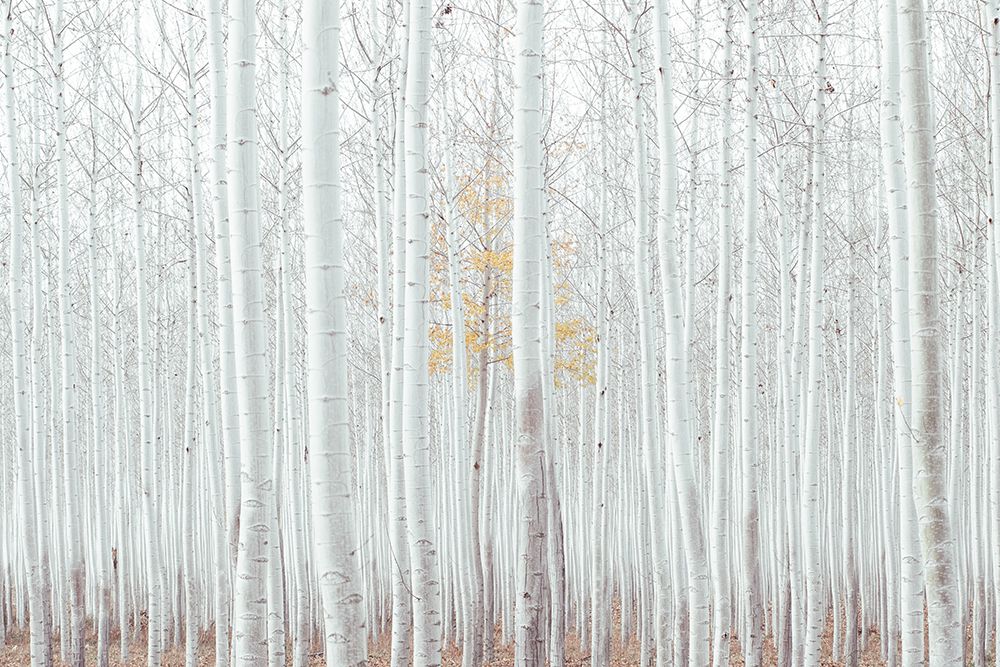 White Woods art print by Artographie for $57.95 CAD