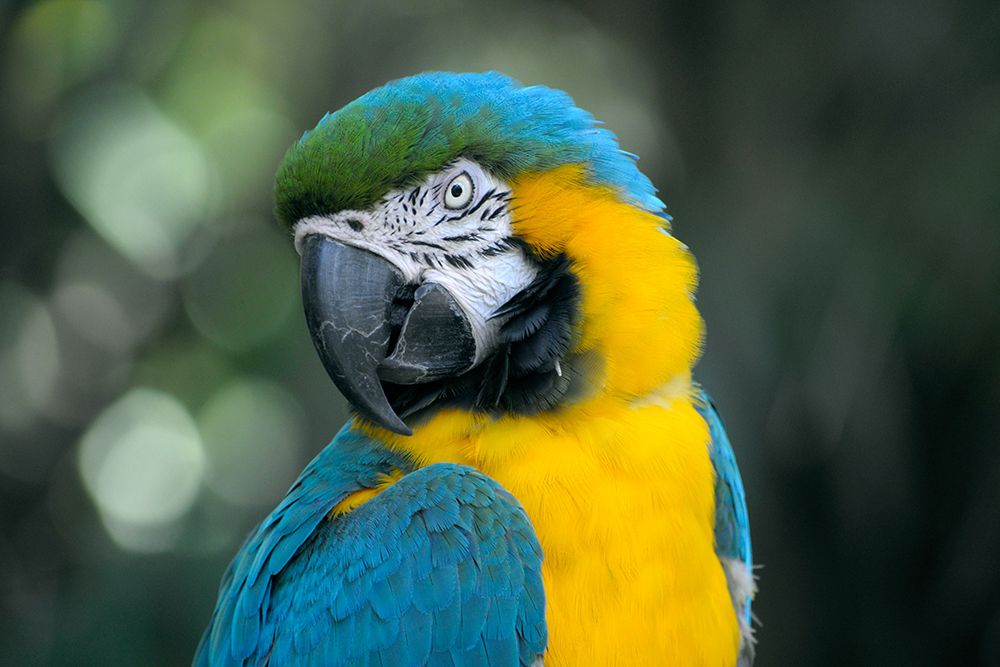 Yellow and Blue Parrot art print by Artographie for $57.95 CAD