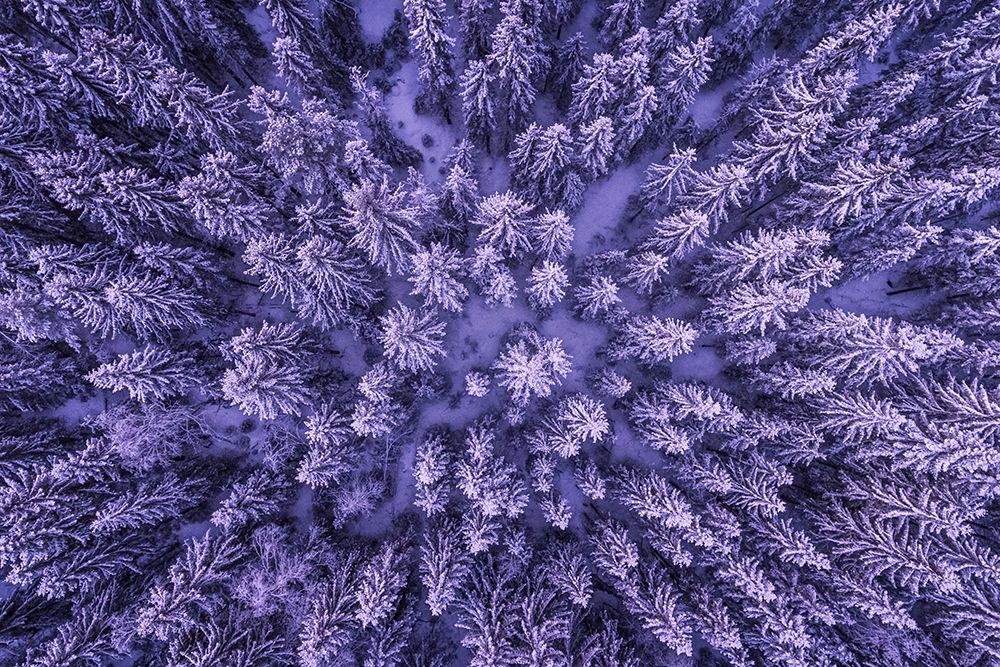 A Drone Eye View of a Forest in Menkerud art print by Artographie for $57.95 CAD