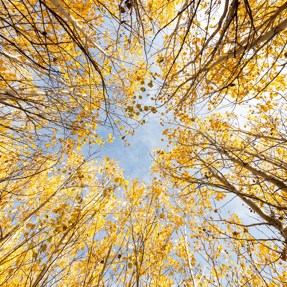 A View through the Aspens art print by Artographie for $57.95 CAD