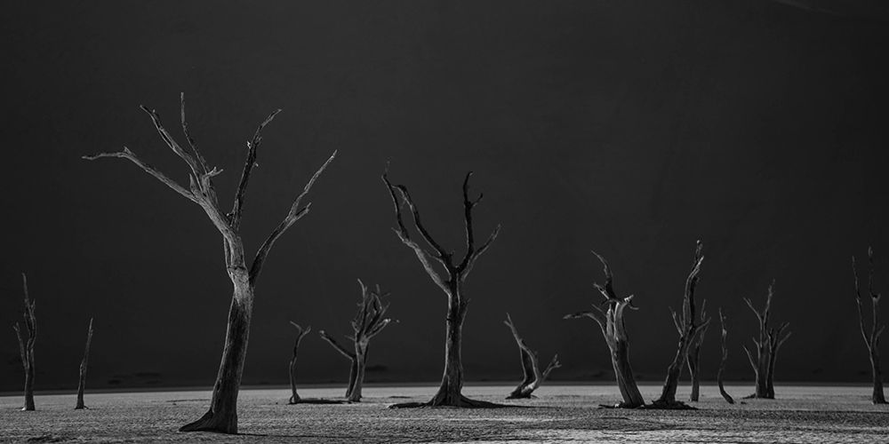Acacia Trees Petrified in Time art print by Artographie for $57.95 CAD