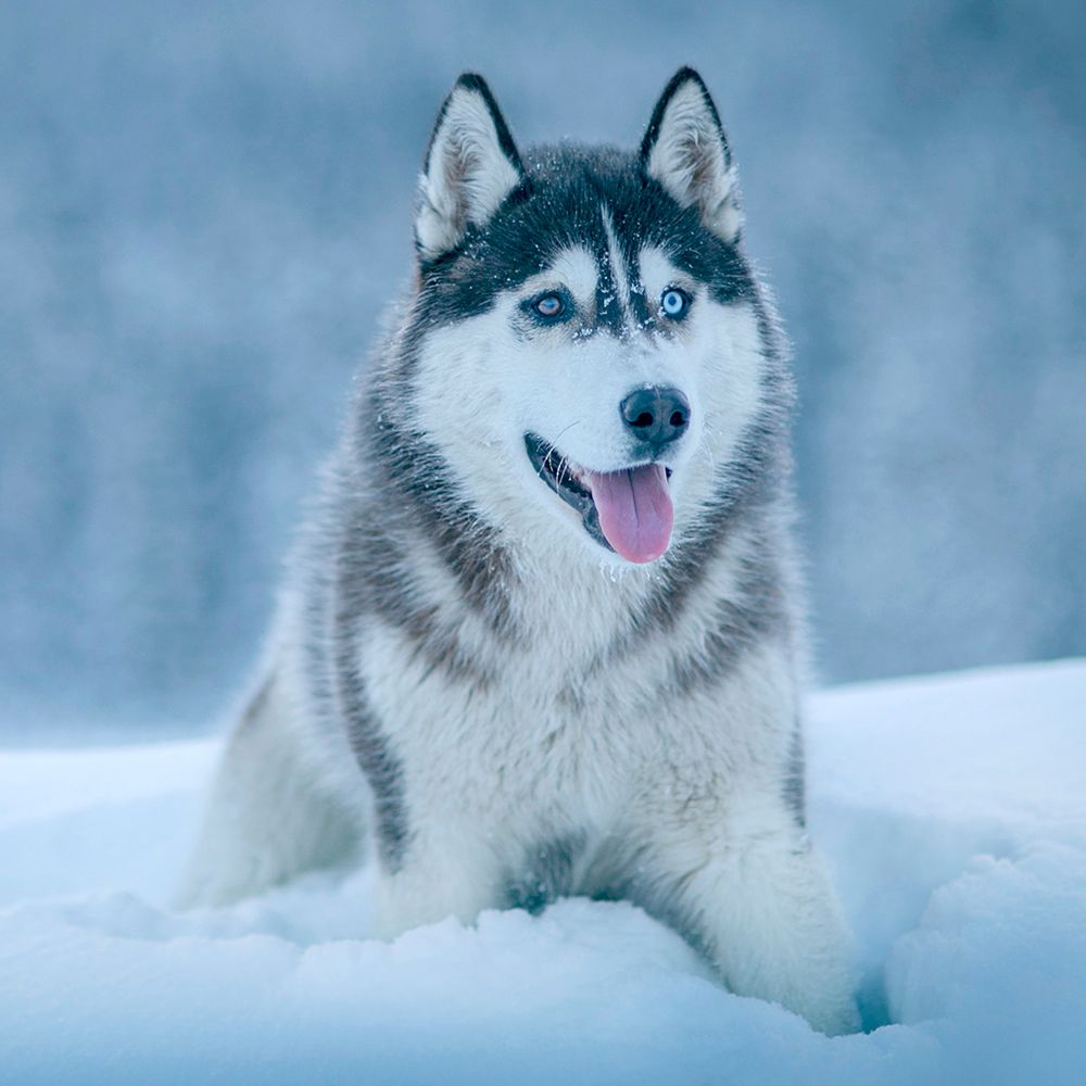 Alaskan Malamute art print by Artographie for $57.95 CAD