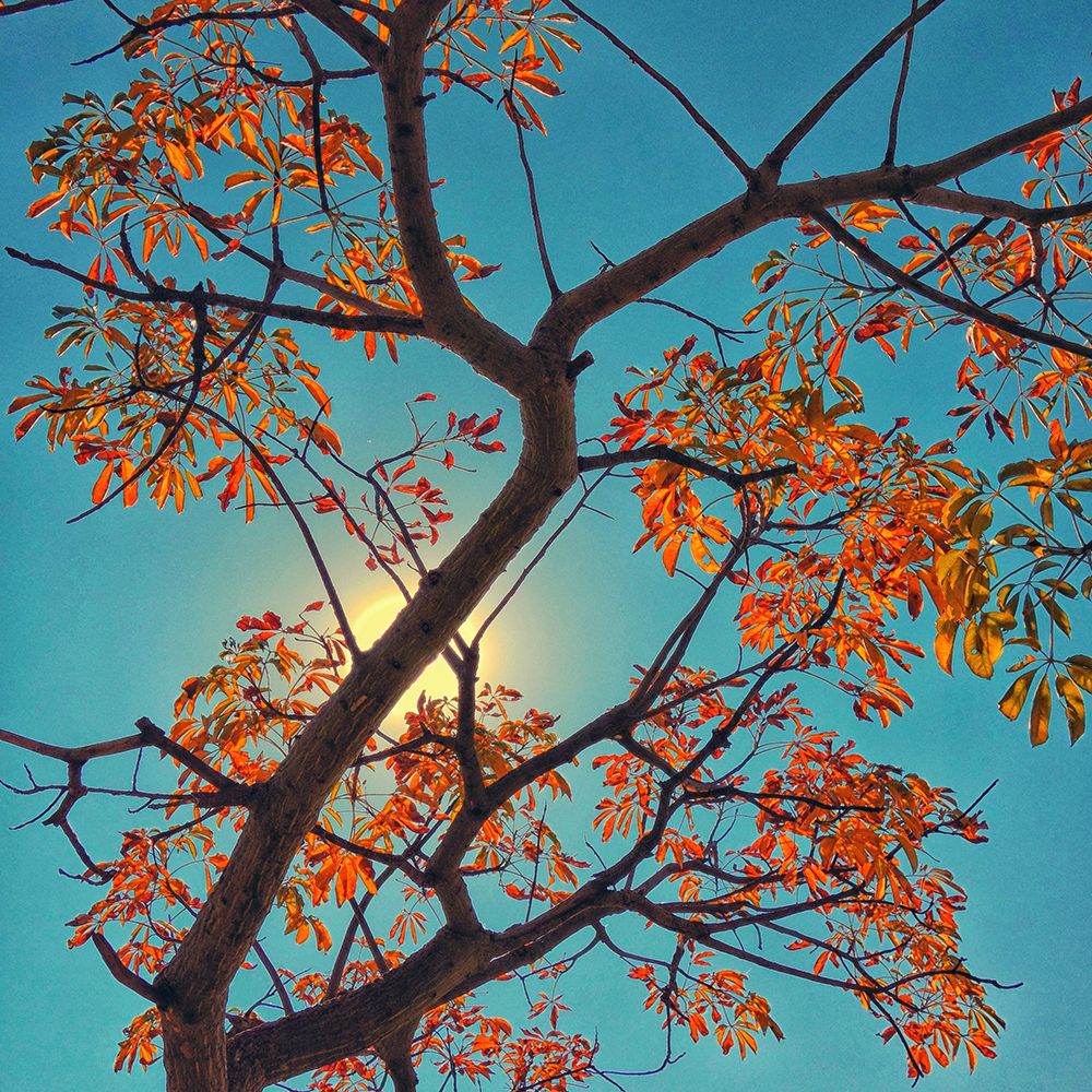 Autumn Sky art print by Artographie for $57.95 CAD