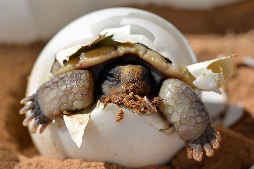 Baby Desert Tortoise Hatchling art print by Artographie for $57.95 CAD