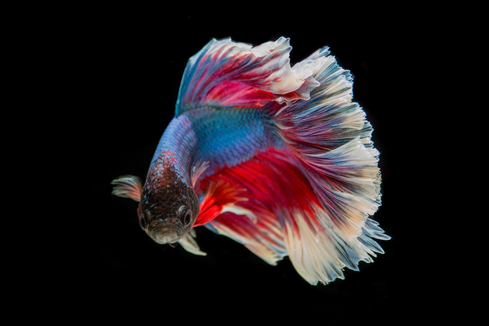 Blue Betta Fish I art print by Artographie for $57.95 CAD