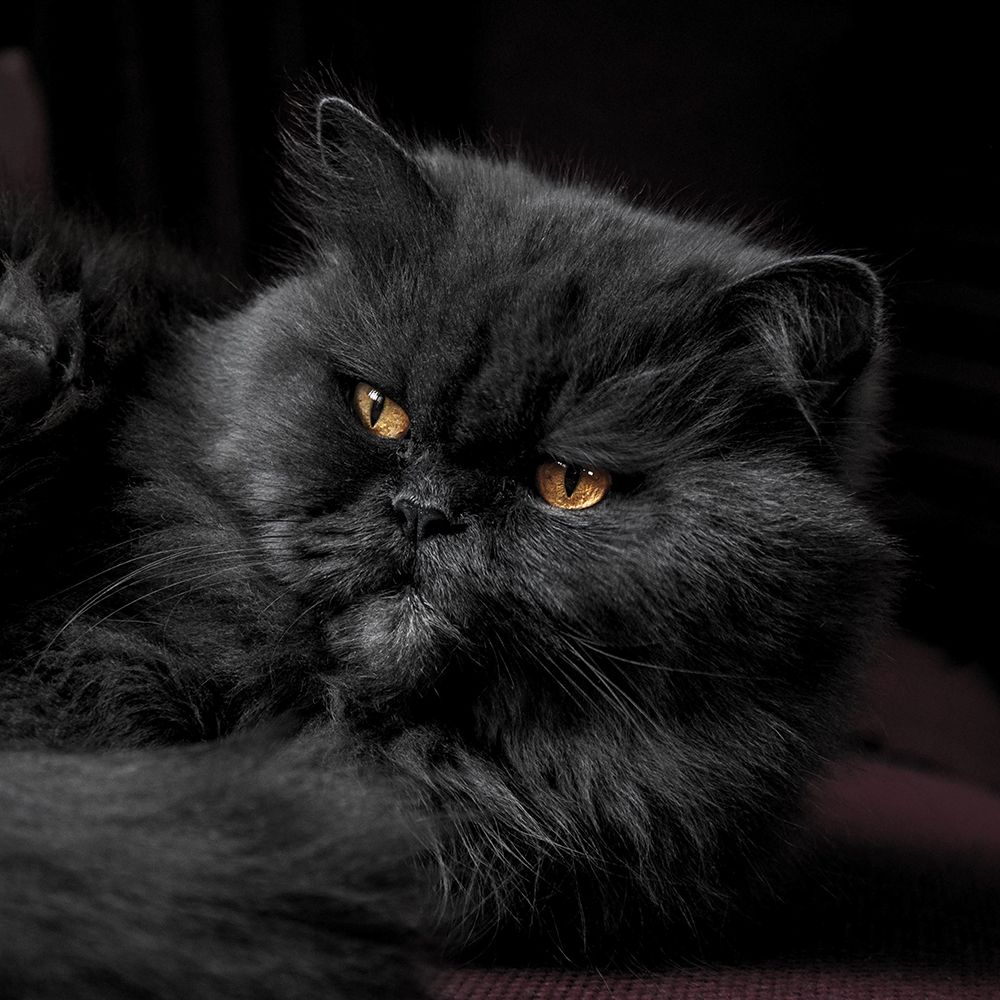 Black Persian Prince art print by Artographie for $57.95 CAD