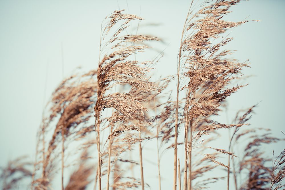 Blowin in the Wind art print by Artographie for $57.95 CAD