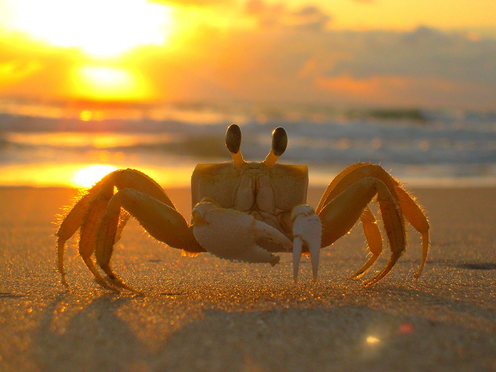 Call me Mr Crab art print by Artographie for $57.95 CAD