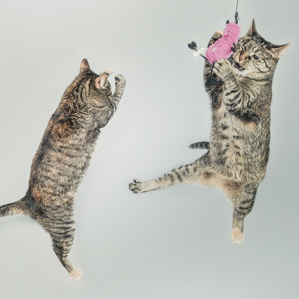 Cat Party art print by Artographie for $57.95 CAD