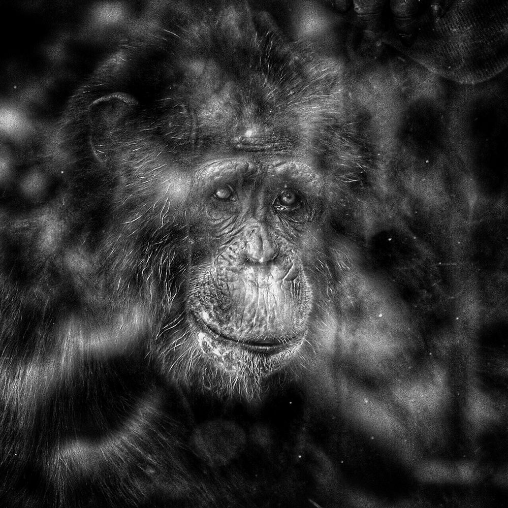 Chimpanzee Close Up I art print by Artographie for $57.95 CAD