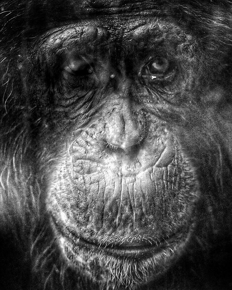 Chimpanzee Close Up II art print by Artographie for $57.95 CAD