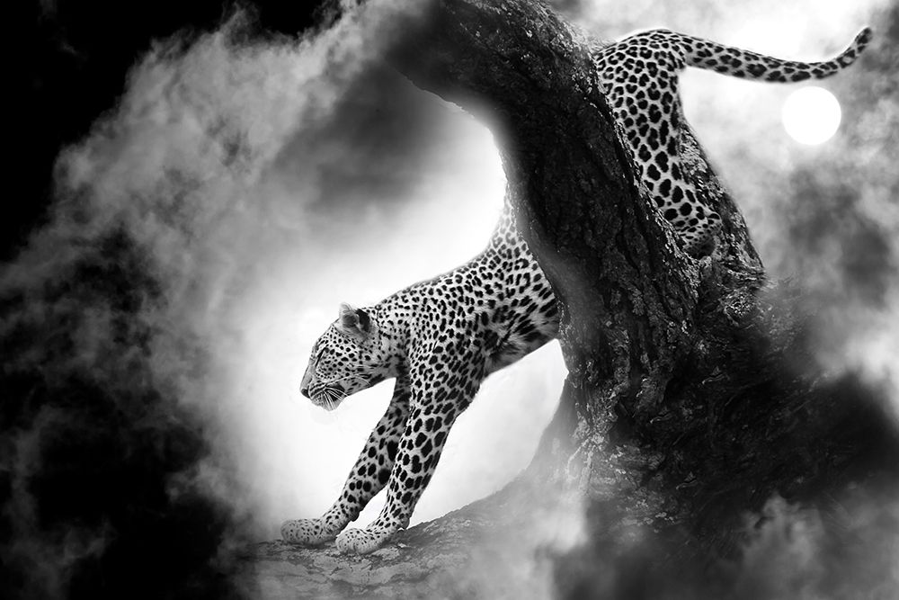 Creative Leopard art print by Artographie for $57.95 CAD