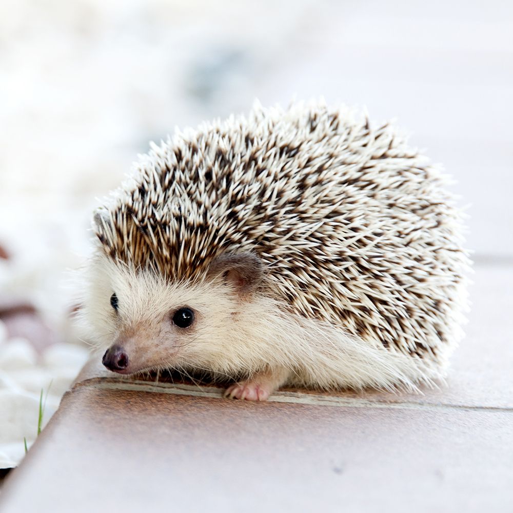 Cutie Pie the Baby Hedgehog art print by Artographie for $57.95 CAD