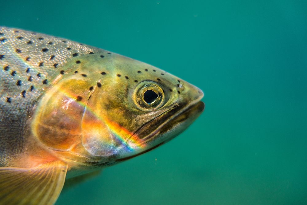 Cutthroat Trout art print by Artographie for $57.95 CAD