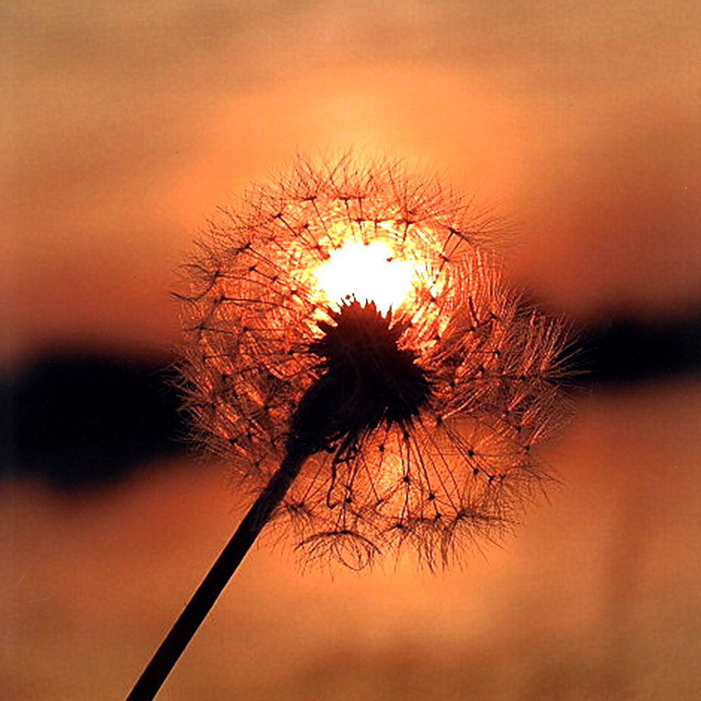 Dandelion in Sunset art print by Artographie for $57.95 CAD