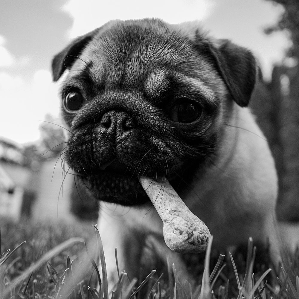 Doug the Pug art print by Artographie for $57.95 CAD