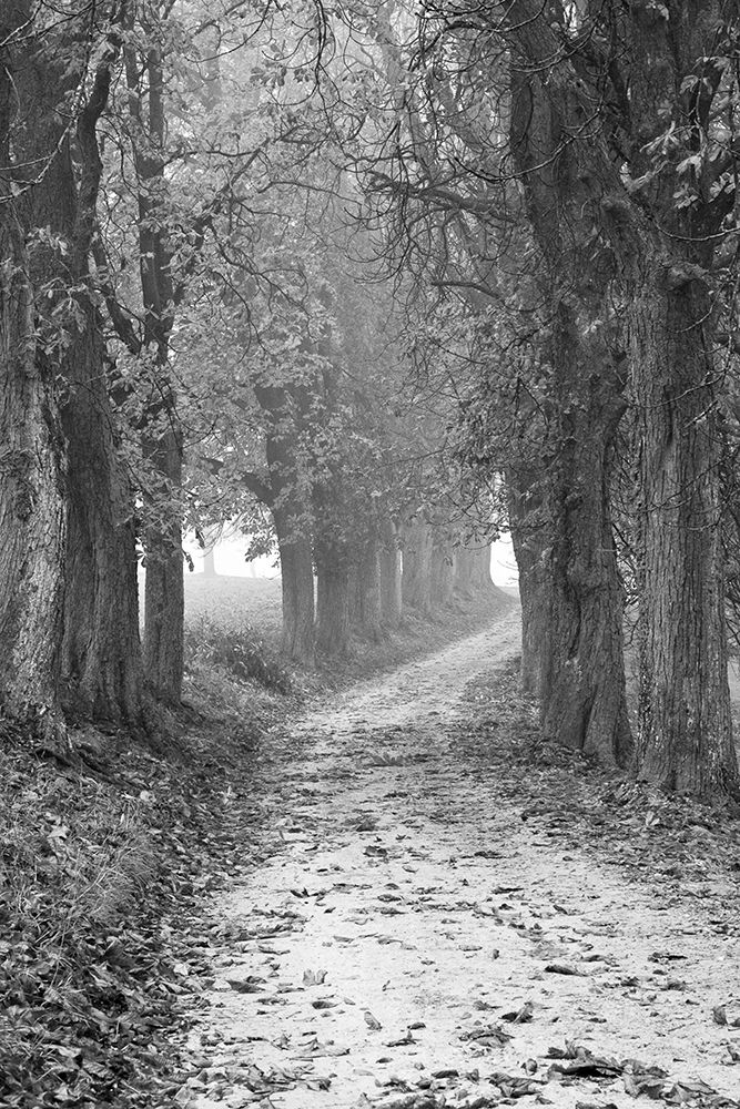 Fall Path art print by Artographie for $57.95 CAD