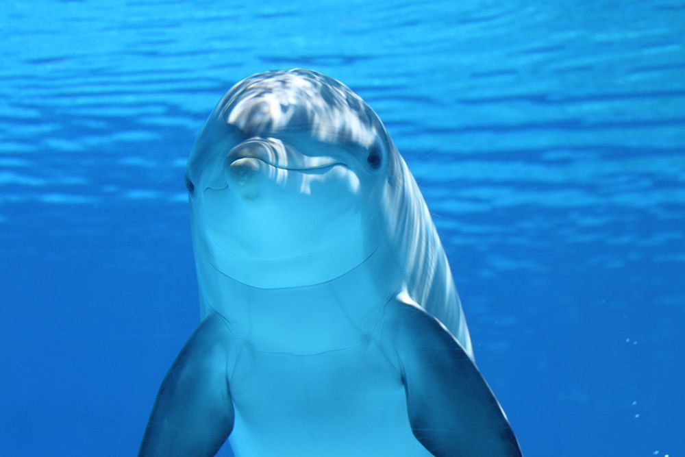 Flipper the Dolphin art print by Artographie for $57.95 CAD