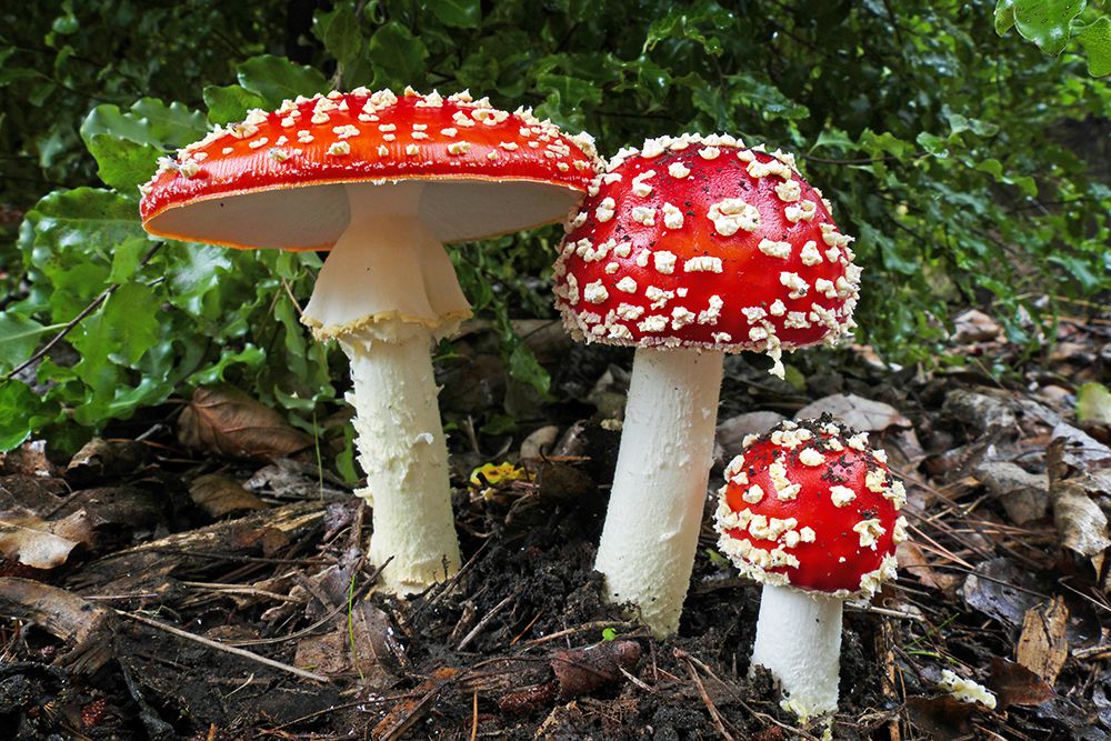 Fly Agric Toadstool art print by Artographie for $57.95 CAD