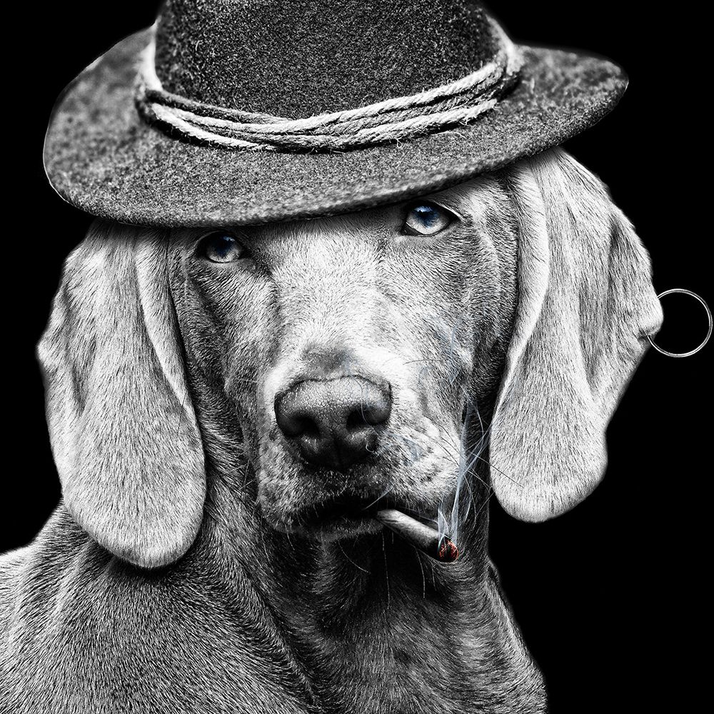 Frank art print by Artographie for $57.95 CAD