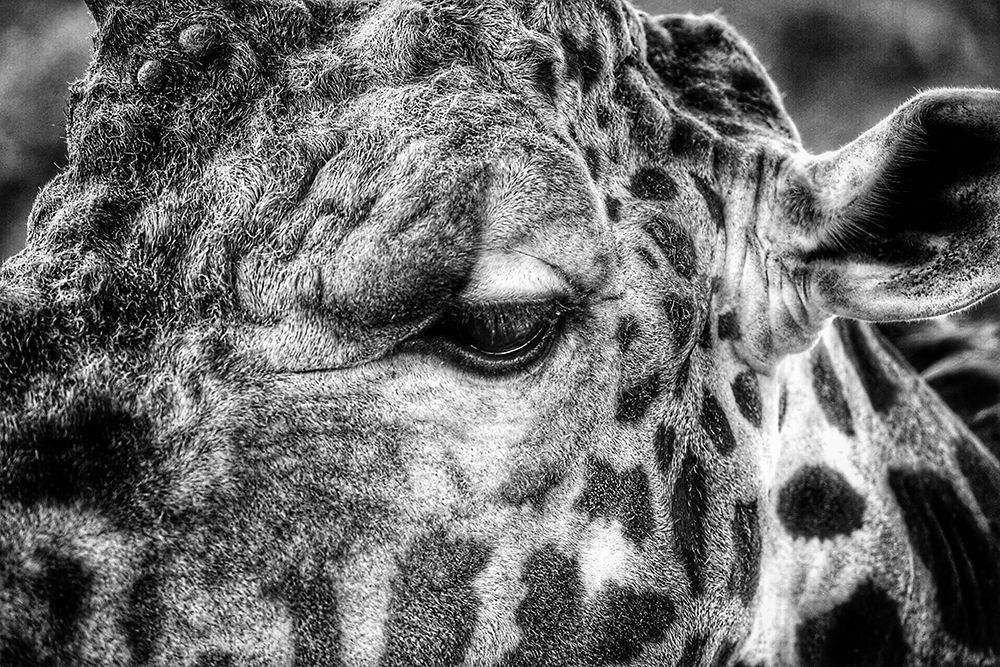 Giraffe Close Up art print by Artographie for $57.95 CAD