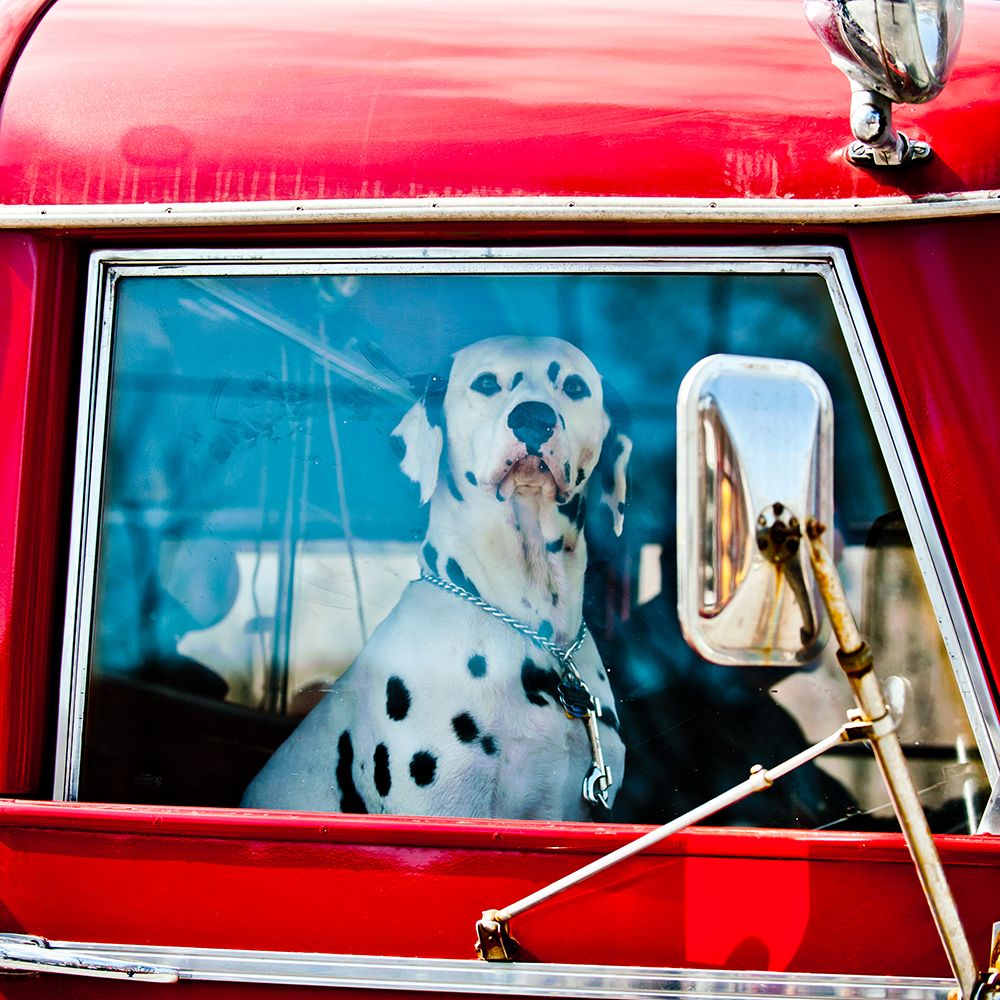 Going for a Ride art print by Artographie for $57.95 CAD