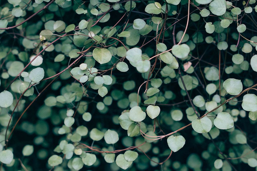 Green Nature Wall art print by Artographie for $57.95 CAD