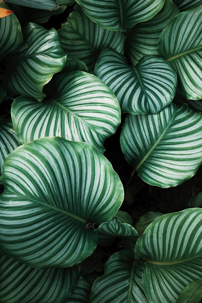 Green Tropical Leaves art print by Artographie for $57.95 CAD