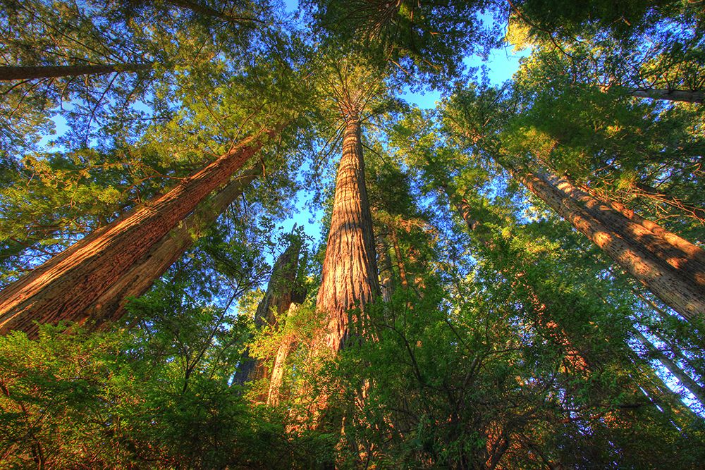 Headwaters Forest Reserve art print by Artographie for $57.95 CAD