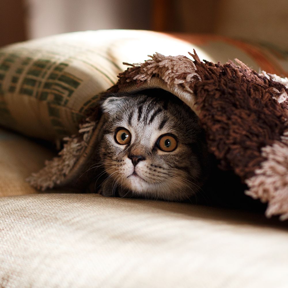 Hide and Seek Kitty art print by Artographie for $57.95 CAD