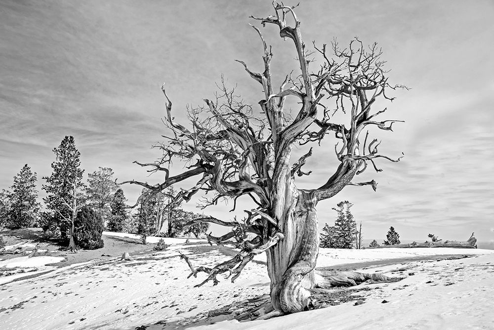 Humboldt-Toiyabe National Forest, USA art print by Artographie for $57.95 CAD