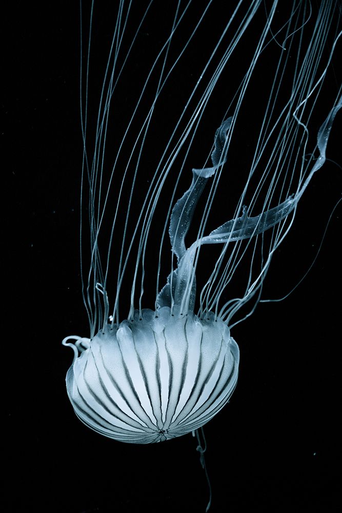 Jellyfish Heading Down art print by Artographie for $57.95 CAD