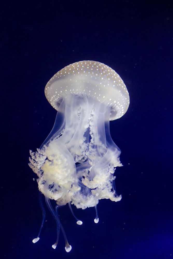 Jellyfish in Blue art print by Artographie for $57.95 CAD