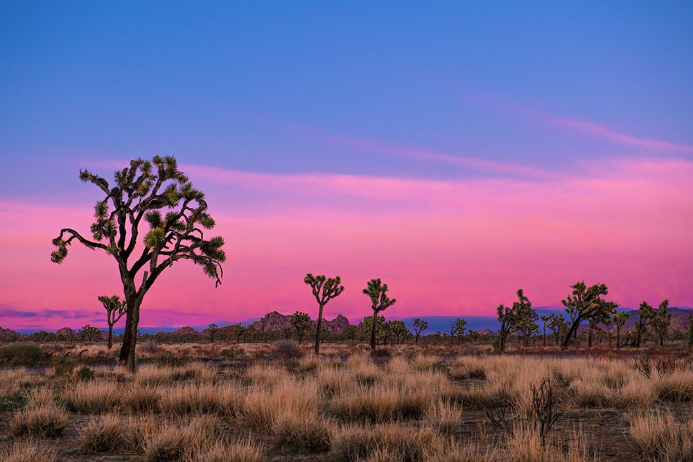 Joshua Trees at Sunset art print by Artographie for $57.95 CAD