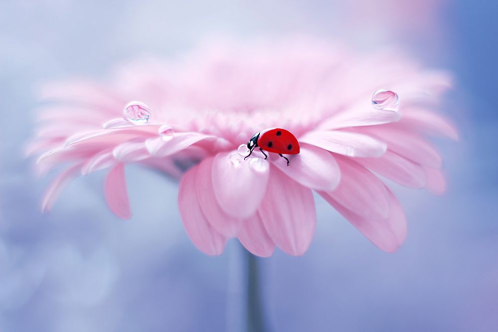 Ladybug on a Pink flower art print by Artographie for $57.95 CAD