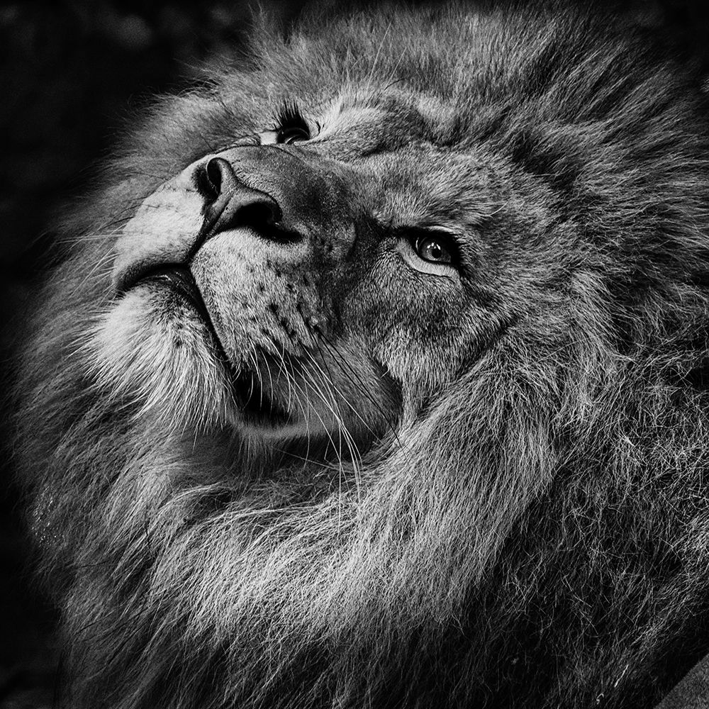 Lion Close Up art print by Artographie for $57.95 CAD