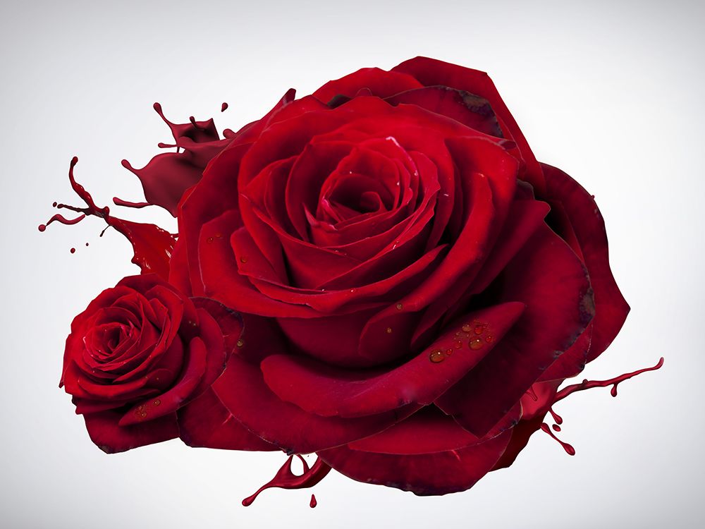 Liquid Red Rose art print by Artographie for $57.95 CAD