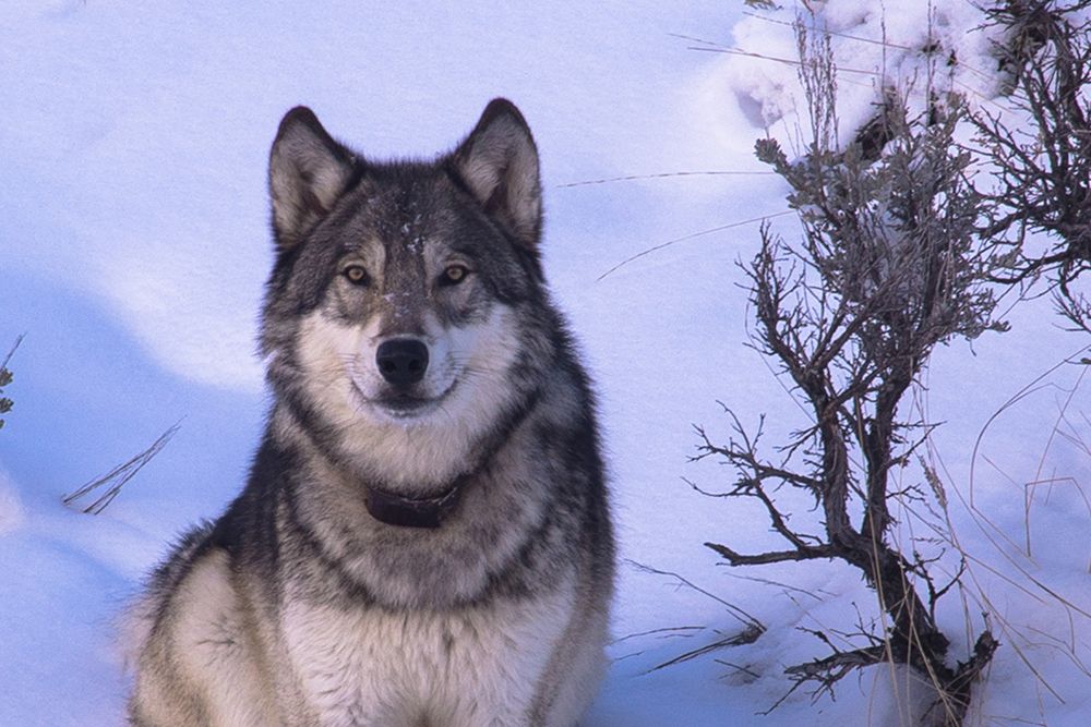 Lone Wolf art print by Artographie for $57.95 CAD