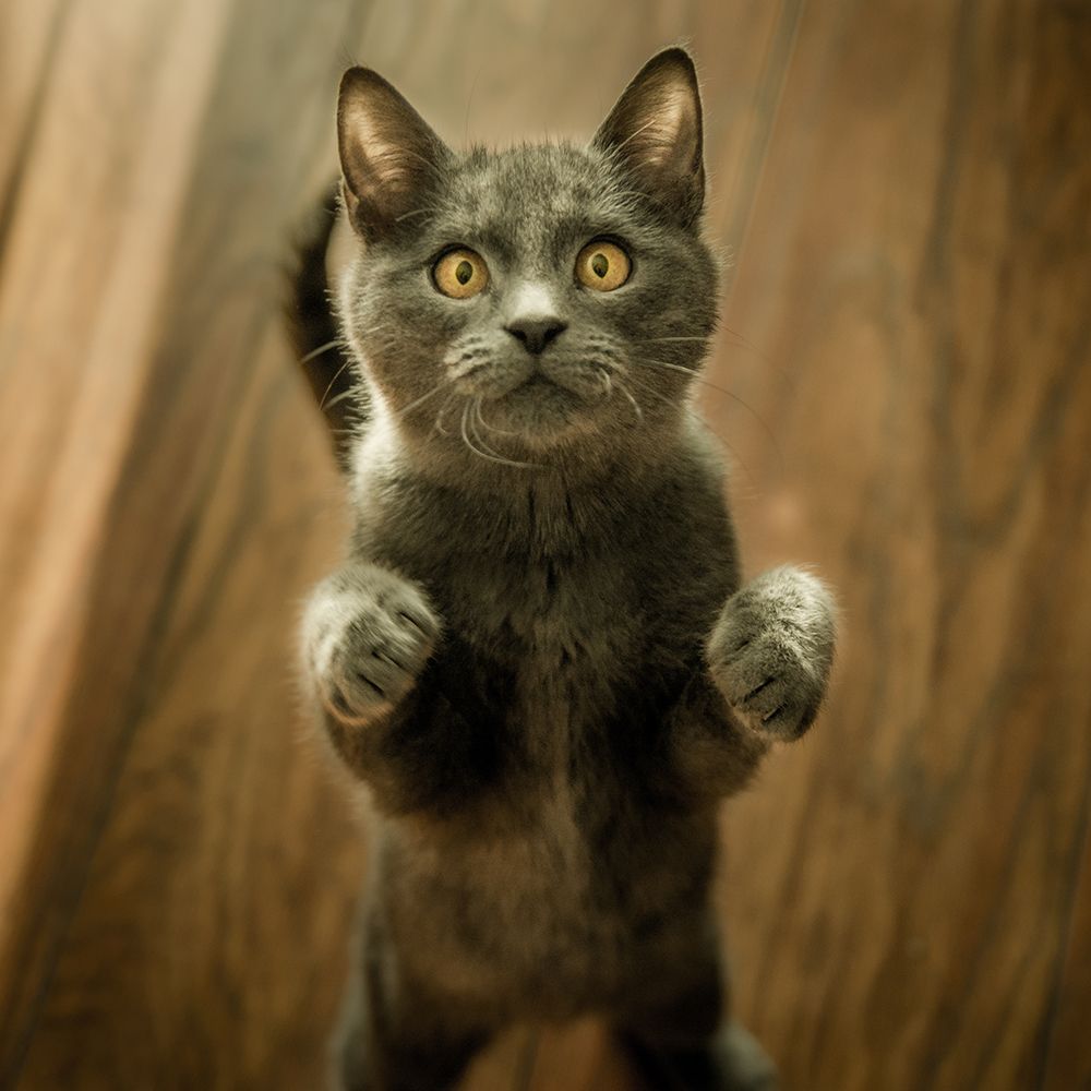 Look in to my Eyes art print by Artographie for $57.95 CAD