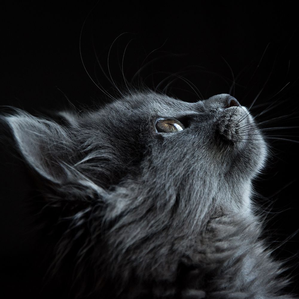 Looking Up art print by Artographie for $57.95 CAD